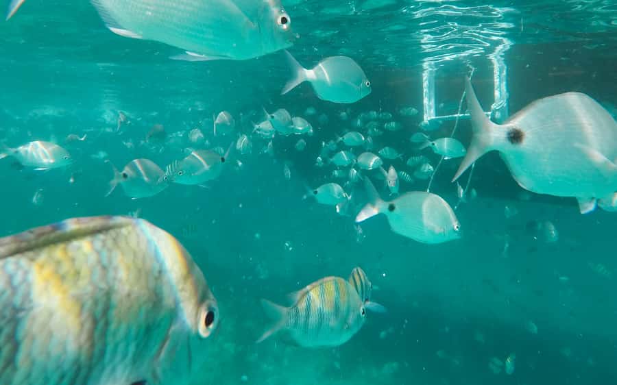 Rio de Janeiro: Ilha Grande with Boat Tour & Optional Lunch - Sustainable Tourism Fee and the cash reality