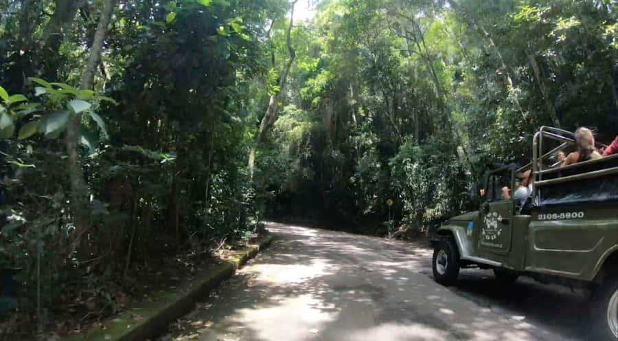 Rio de Janeiro: Jeep Tour in the Tijuca Forest - The short nature walk, plus the quick rainforest pool dip