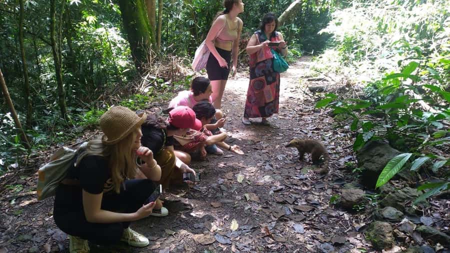 Rio de Janeiro: Jeep Tour in the Tijuca Forest - Mosquitos and rain: the two practical variables you can’t ignore