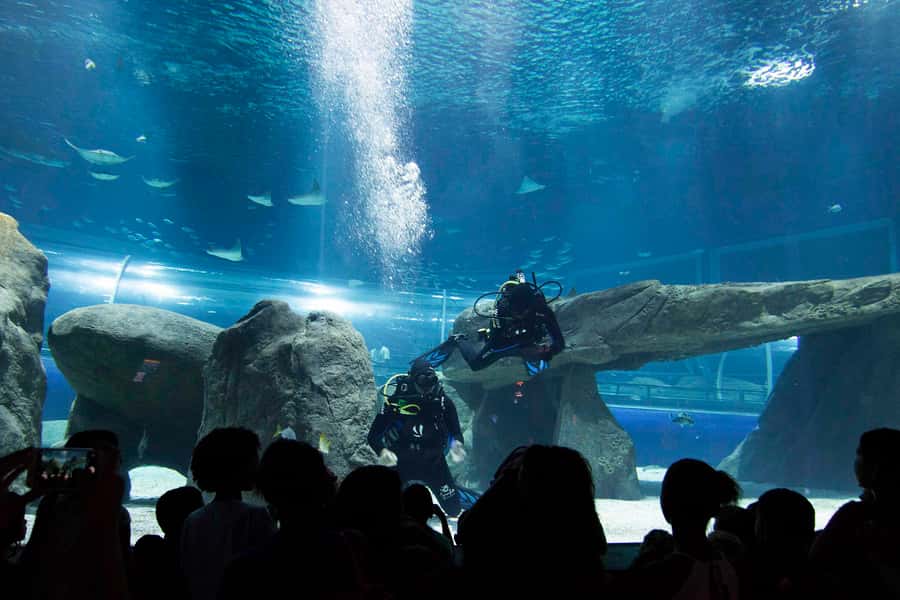 Rio de Janeiro: Marine Aquarium Entry Tickets - AquaRio at a glance, why this aquarium is different