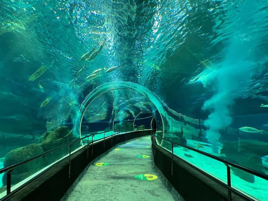 Rio de Janeiro: Marine Aquarium Entry Tickets - Before you go: voucher swap and how to avoid ticket stress