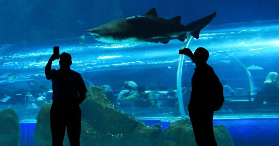 Rio de Janeiro: Marine Aquarium Entry Tickets - Small cautions, what to watch for with service issues