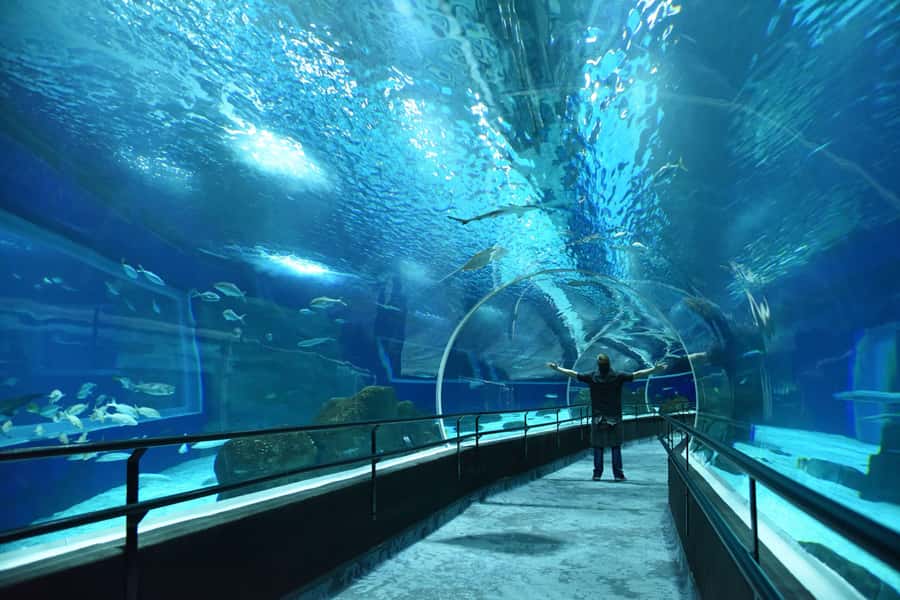 Rio de Janeiro: Marine Aquarium Entry Tickets - Tickets-only entry, the upside and the logistics reality
