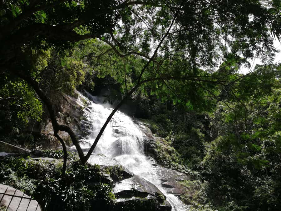 Rio de Janeiro: Tijuca Forest Waterfall of Souls Hike - Price and value: what $60 buys you in real-world terms