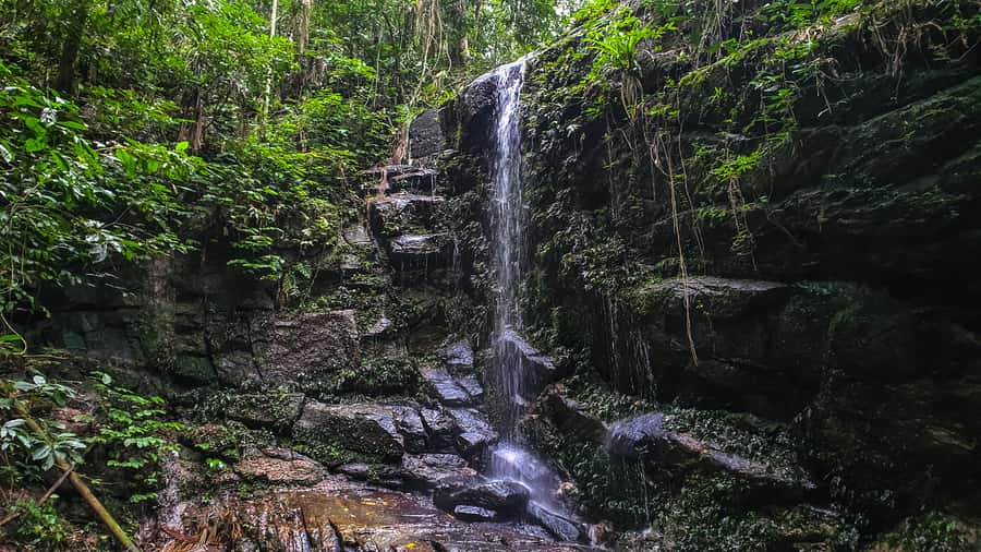 Rio de Janeiro: Tijuca Forest Waterfall of Souls Hike - Tijuca National Park, Cascata Taunay, and the Waterfall of Souls circuit
