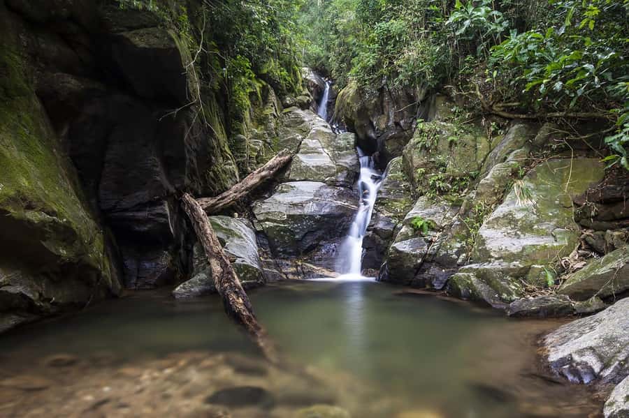 Rio de Janeiro: Tijuca National Park & Botanic Garden Tour - Why this Tijuca and Botanical Gardens mix works in 4 hours