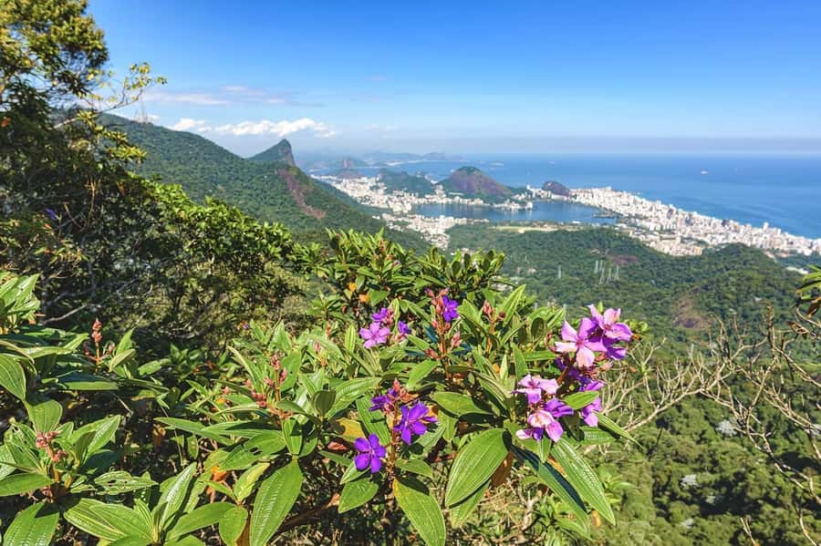 Rio de Janeiro: Tijuca National Park & Botanic Garden Tour - Taunay Waterfall and Mayrink Chapel: where the tour becomes more than driving