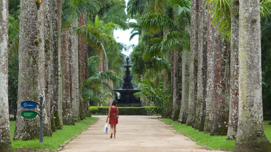 Rio de Janeiro: Tijuca National Park & Botanic Garden Tour - Wildlife etiquette and what to do if the forest feels too quiet