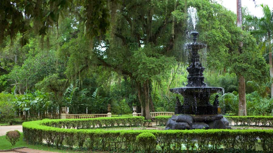Rio de Janeiro: Tijuca National Park & Botanic Garden Tour - Botanical Garden in Rio: 7,000 species, and how to focus your visit