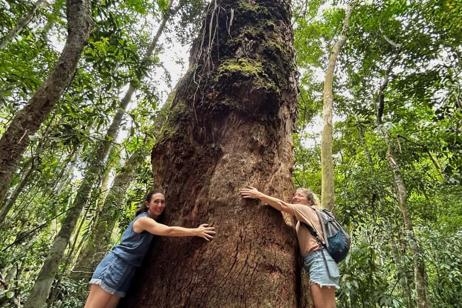 Rio de Janeiro: Tijuca National Park Tour - Key highlights that make this tour worth your morning