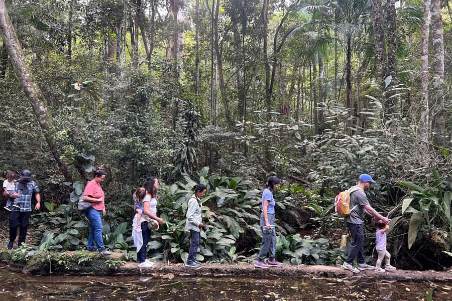 Rio de Janeiro: Tijuca National Park Tour - From your hotel to the park: how the 7:30 AM run works