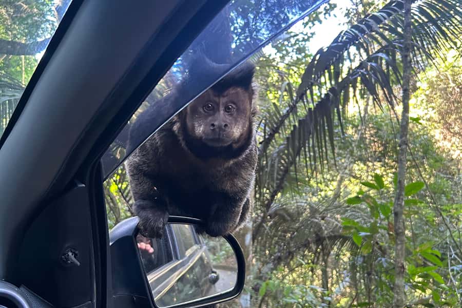 Rio de Janeiro: Tijuca National Park Tour - Center of Visitors and A Floresta: nature learning without the classroom vibe