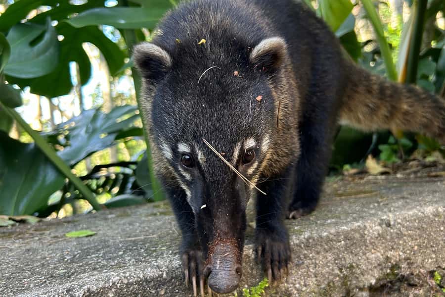 Rio de Janeiro: Tijuca National Park Tour - Price and value: why $79 can work for a half-day