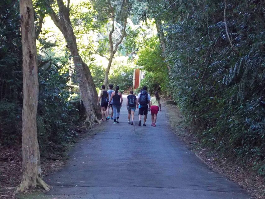 Rio de Janeiro: Tijuca Peak Guided Hike - Climbing toward Pico da Tijuca and Tijuca Mirim