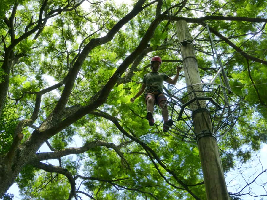 Rio de Janeiro: Zip Lining and Canopy Tree Tour - Who This Tour Suits Best