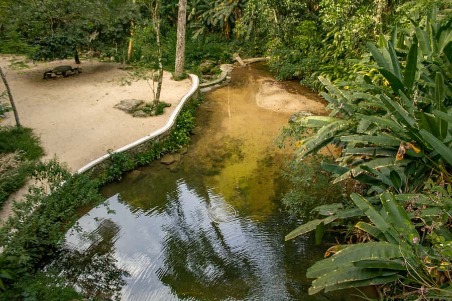 Rio: Half-Day Jeep Tour at Floresta da Tijuca - Two Easy Trails Through Atlantic Forest Sounds You Can Follow
