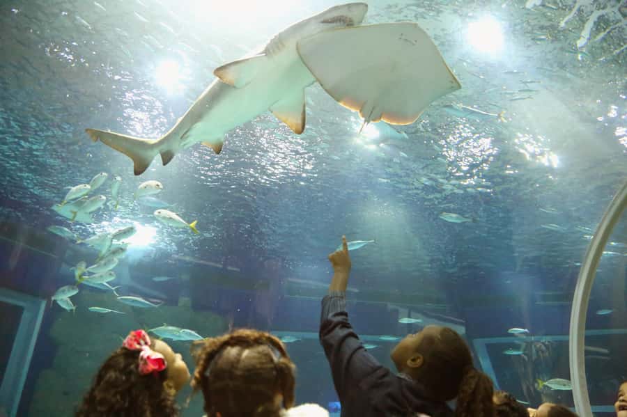 Rio: Olympic Boulevard, AquaRio and Museum of Tomorrow Tour - Key Points to Know Before You Go