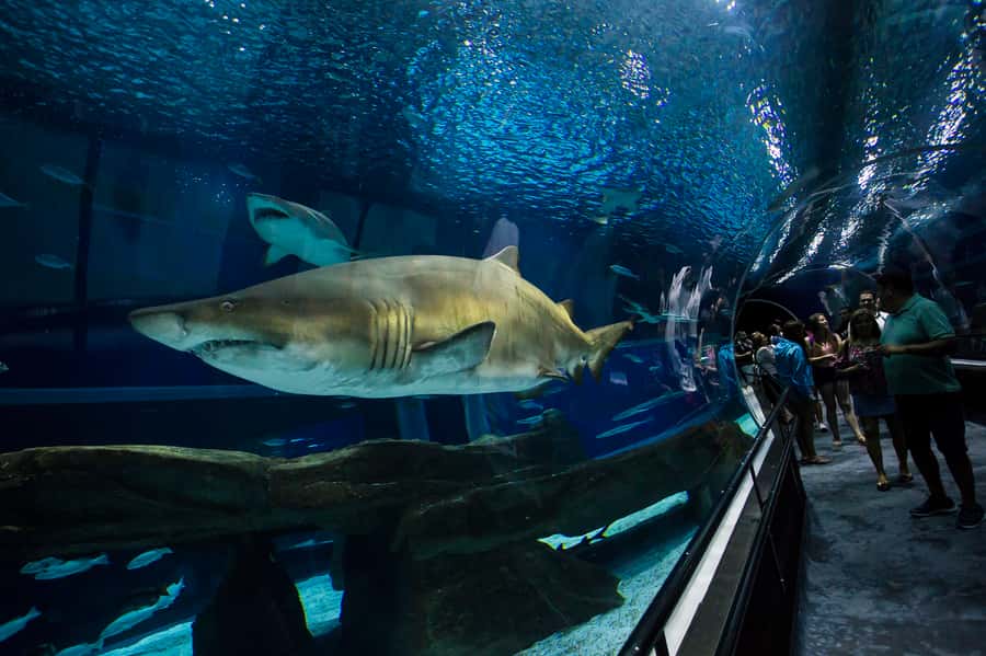 Rio: Olympic Boulevard, AquaRio and Museum of Tomorrow Tour - Museum of Tomorrow: Tech, Ideas, and Interactive Science