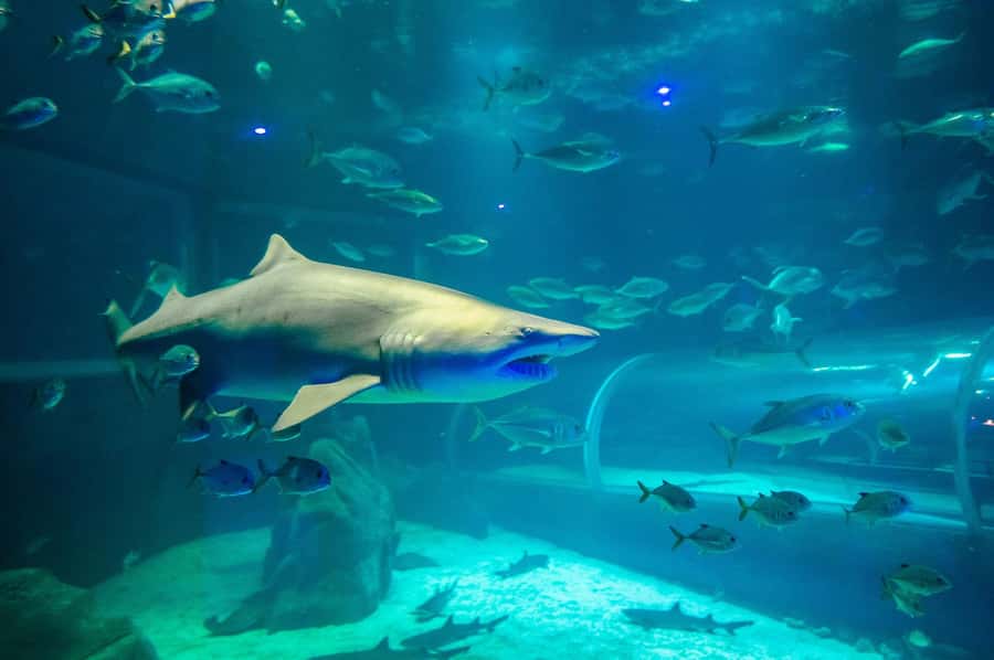 Rio: Olympic Boulevard, AquaRio and Museum of Tomorrow Tour - Price and Value: What $49 Gets You in a 4-Hour Block