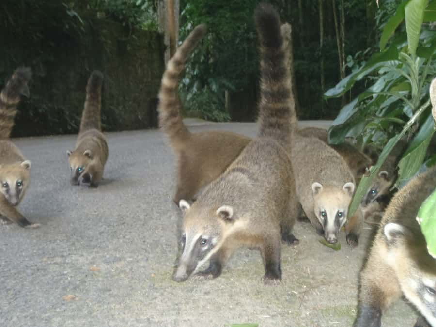 Rio: Private Tour 5 Hours Customized Tour With a Local Guide - Who should book this Rio private tour, and who might not
