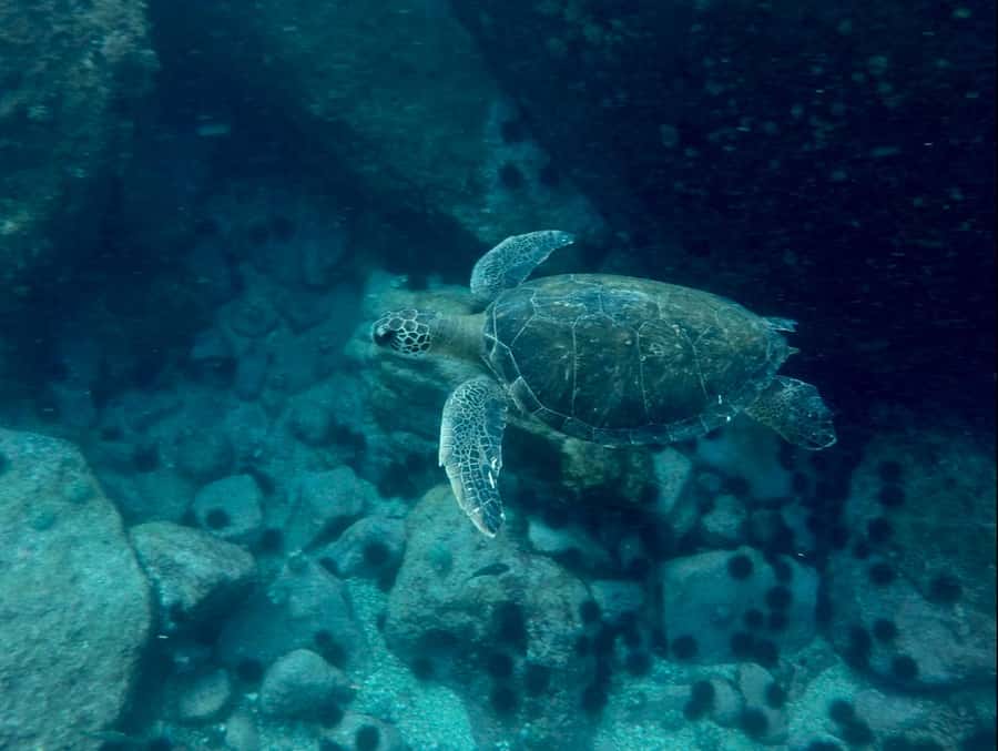 Rio: Snorkel & Swim with Turtles Tour at Tijuca Islands - Who this tour suits best, and who might want a different plan