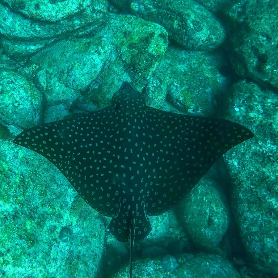 Rio: Snorkel & Swim with Turtles Tour at Tijuca Islands - Price and value: is $100 for three hours worth it?