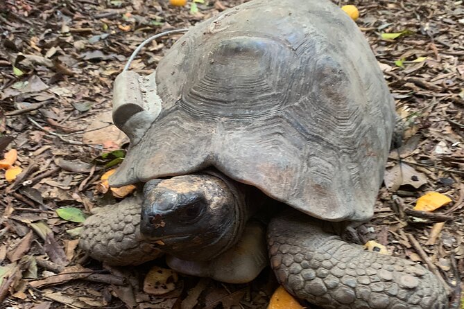 Tijuca Forest Hike - Waterfalls & Caves, Nature & Wild Life! - Cristalina, Baronesa, and Gabriela Falls to close the loop