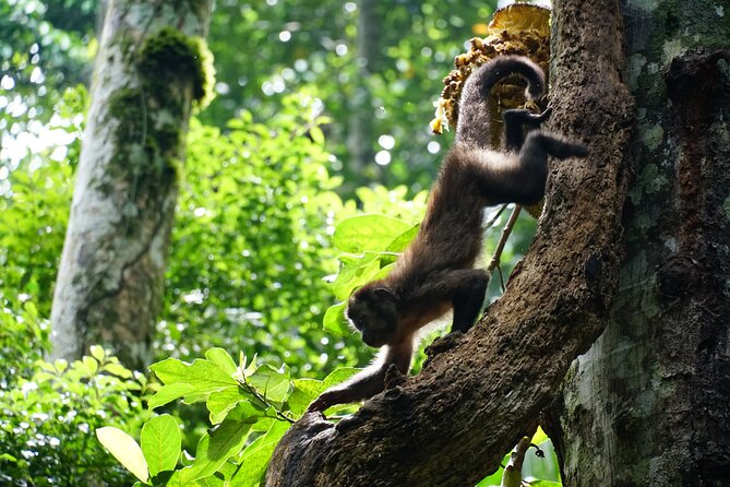 Tijuca Forest Hike - Waterfalls & Caves, Nature & Wild Life! - How the guide makes or breaks a rainforest hike