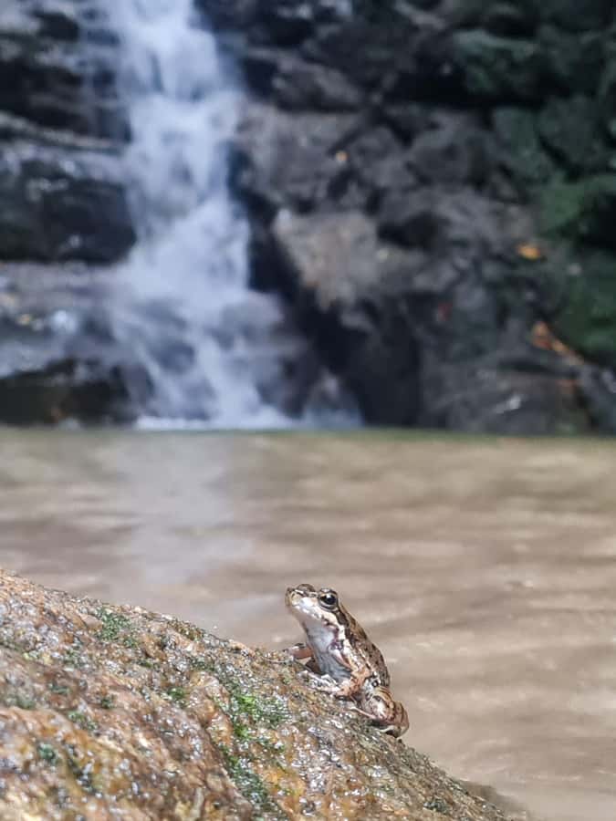 Tijuca Rain Forest - Adventure through Waterfalls & Caves - Outside-the-Park View Stops: Canoas Road and Chinesa Lookouts